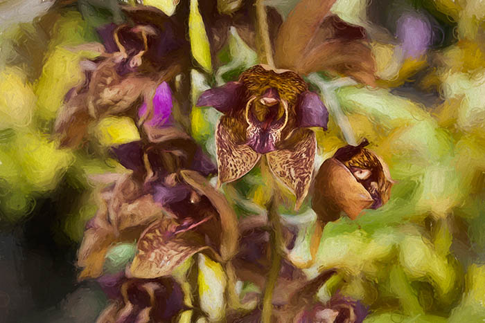 orchids_magenta_yellow_impression.jpg