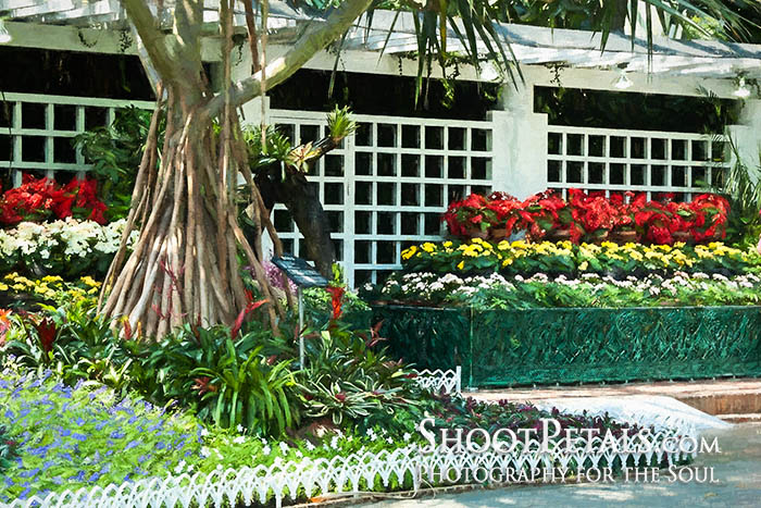 yeomiji indoors begonia side