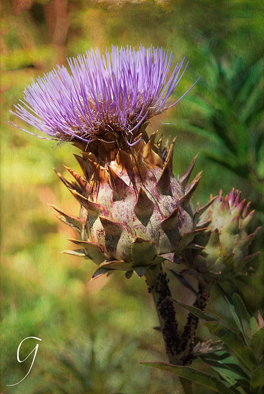 wildflowers thistle 800 vertical