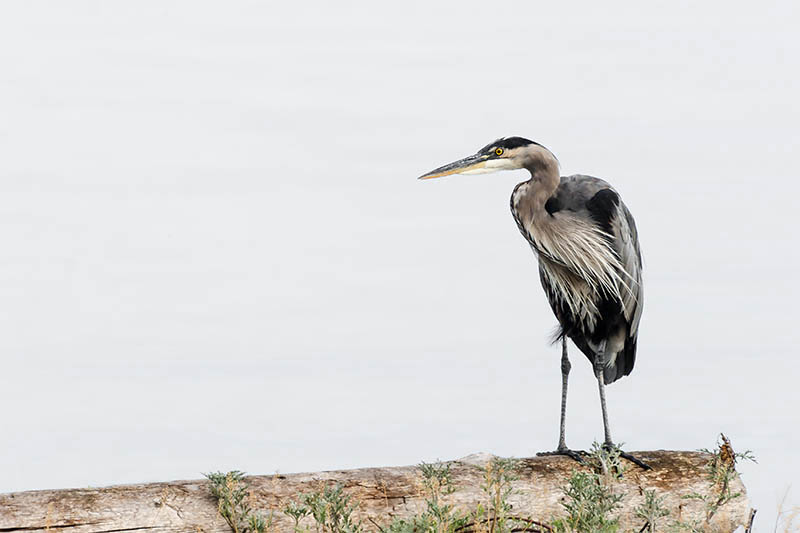 fine_art_prints_heron_4.jpg