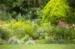 yeomiji perennial echinacea