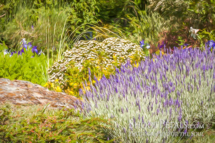 Lavender at Abkhazi Garden Victoria.