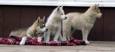 About me -Glenys Morgan- my Siberian Husky puppies