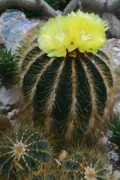 Cacti in Allan Gardens Arid House