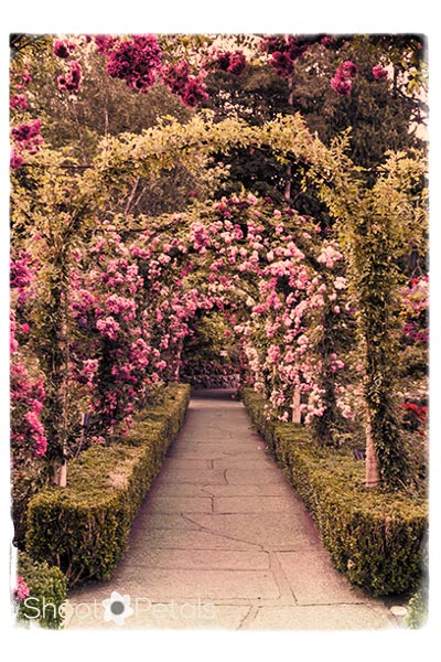 Butchart Gardens Arches of Roses