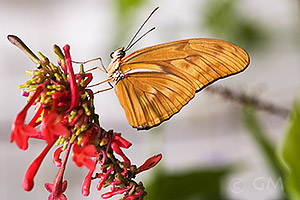 Butterfly photography - Juliia distracting wire