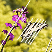 Butterfly photography - swallowtail parallel lines