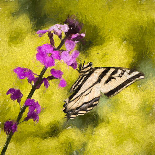 Butterfly photography - swallowtail on phlox