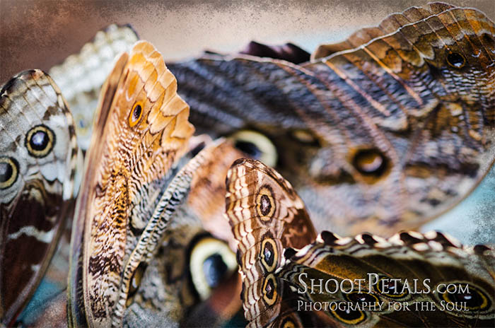 Butterfly Photography - Giant Owl Butterfly Macro