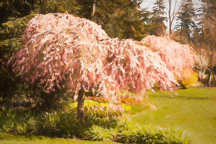 Vancouver Cherry Blossom Festival, VanDusen Botanical Garden