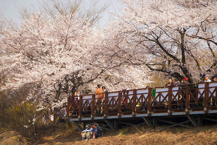 Looking back to say good-bye to the cherry blossom walk around Yeouido.