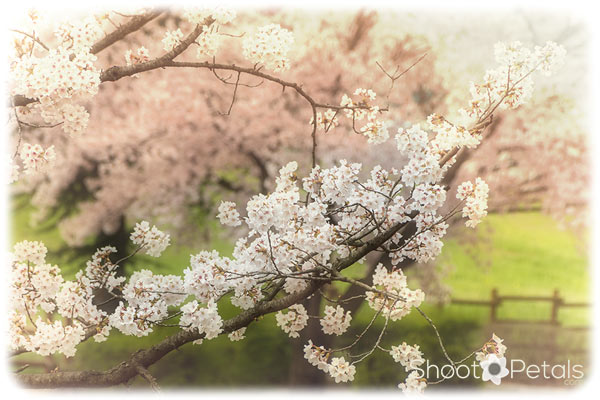 Cherry blossom branch.