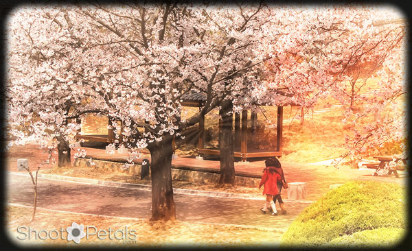 Two Children Walking Under the Cherry Trees