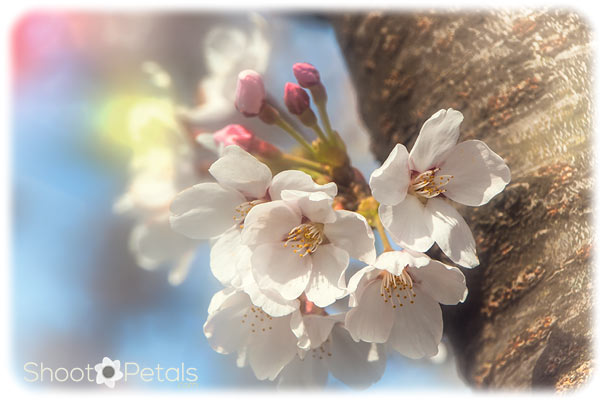 Cherry blossoms Daegu University South Korea