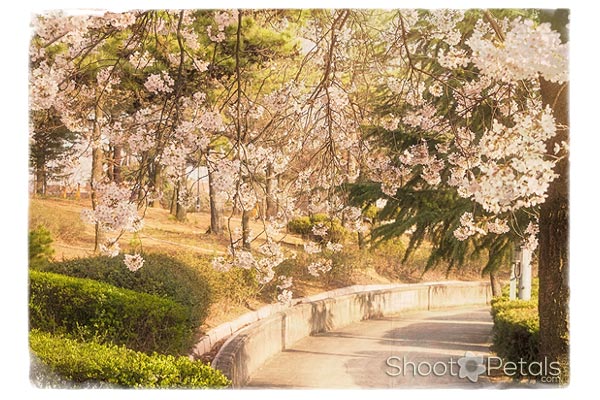 Light pink cherry blossoms, Daegu University.