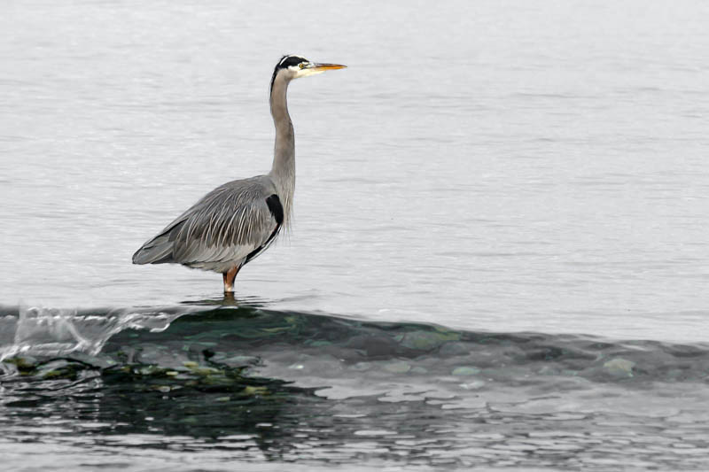 Great Blue Heron Reflections