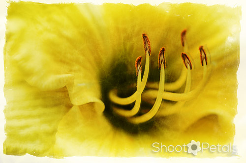 Yellow daylily with textures