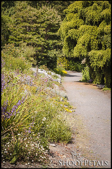 Hatley Park Path From the Rose Garden