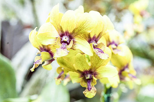 An Overexposed Orchid Image