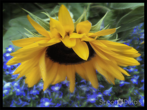 Pictures of sunflowers in Manitoba.