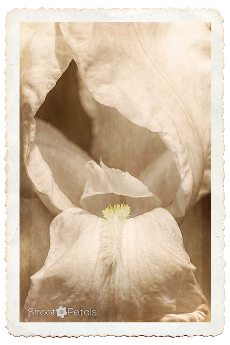 Large white bloom, sepia toned and framed.