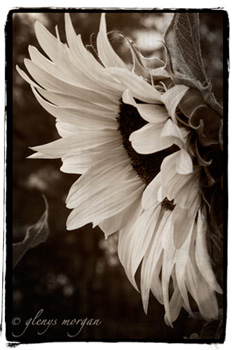 Beautiful sepia sunflower.