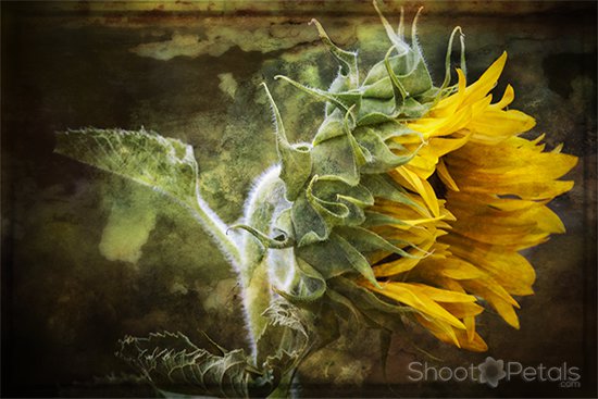 Earthy sunflower picture.