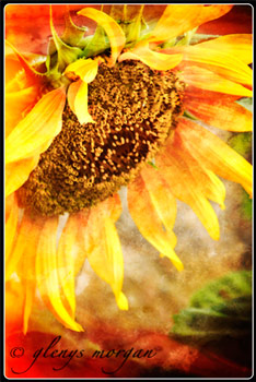 A fiery coloured sunflower 
