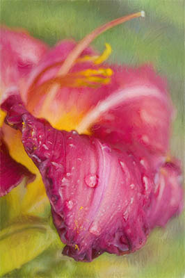 Painterly Fuchsia Daylily With Raindrops