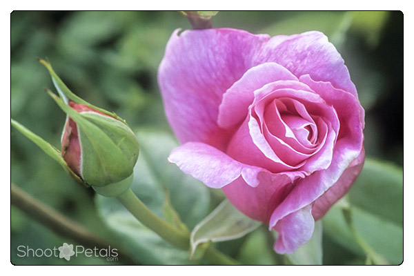 Pink tea rose, VanDusen Rose Garden