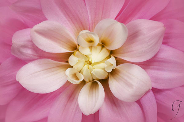 Pink Dahlia With White Centre Florets