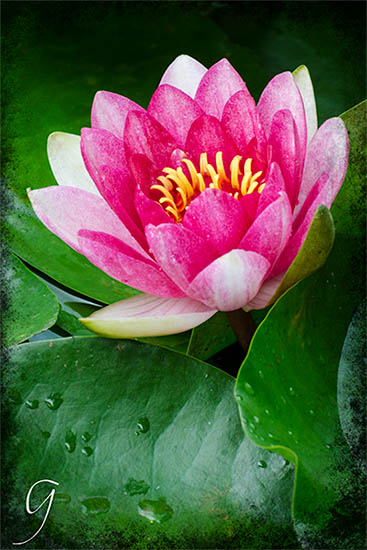 The Water Lily Lives In A Magical Pond - 