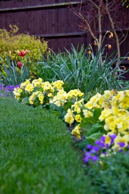 Primrose Border in Spring