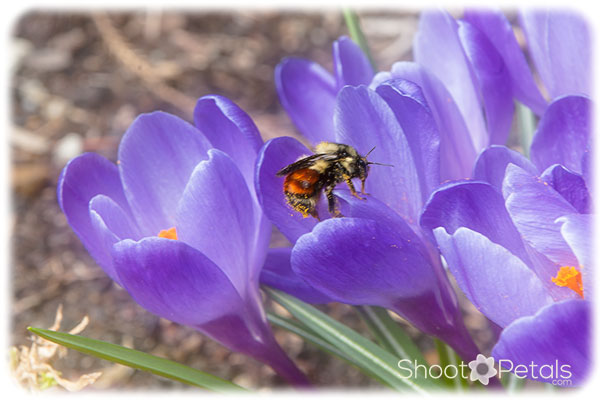 Orange-belted bumble bee on purple crocus.