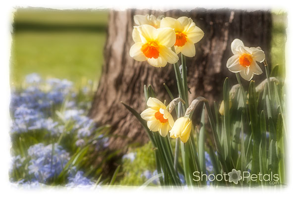 Blue flowers, white, yellow and orange daffodils