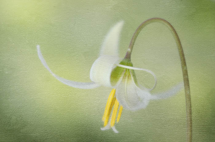 Spring White Fawn Lily Vancouver Island