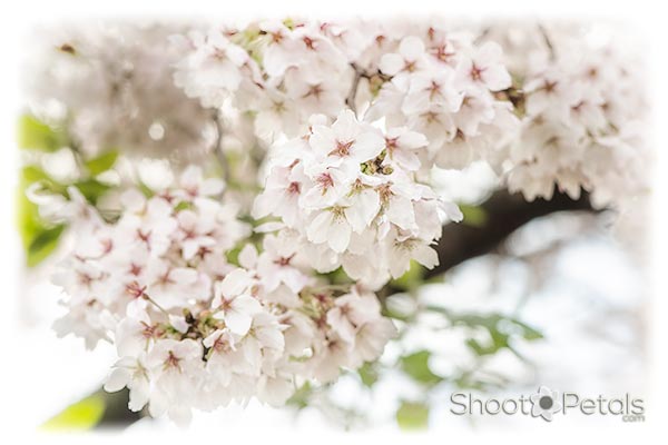 Vancouver Cherry Blossom Festival Branch of Flowers