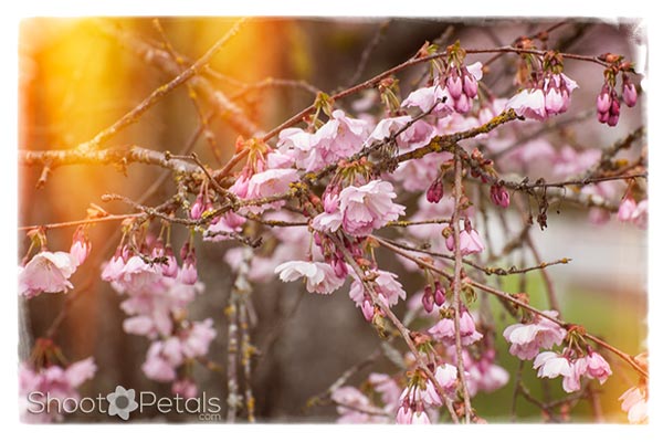 Vancouver Cherry Blossom Festival Flowers and Lightleaks
