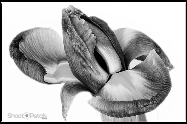 Miniature iris in monochrome - edited in photoshop.
