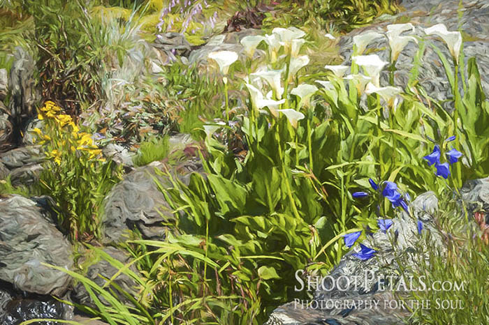 Abkhazi Gardens, Calla Lilies in the Rocky Garden