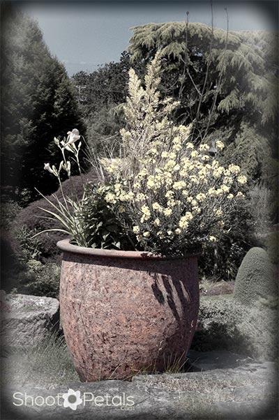 Garden Patio Pot at Abkhazi Garden.