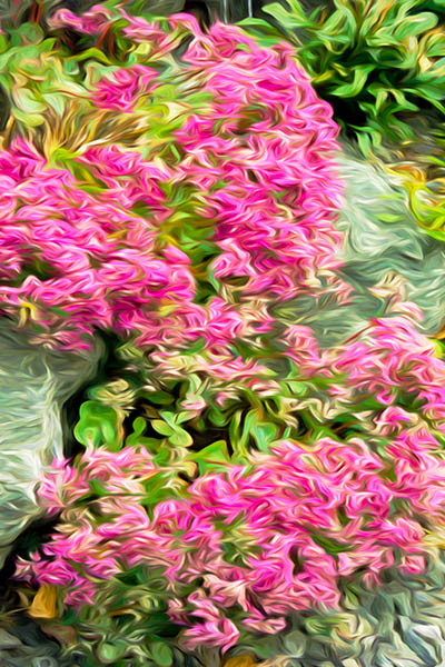 Pink Flowers In Rock Garden Along The Trail