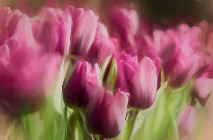Allan Gardens Conservatory Tulips In Spring Display
