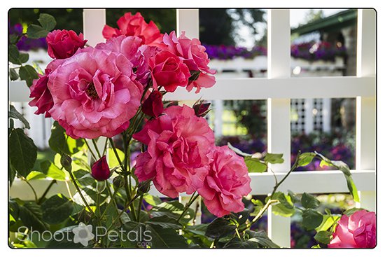 Butchart Gardens Private Garden and Roses