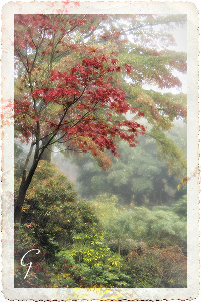 Stanley Park In Autumn Fog