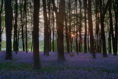 Micheldever Bluebells,   April in England