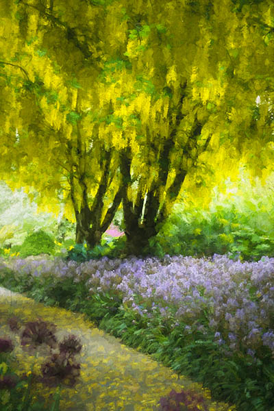 VanDusen Botanical Garden, the Laburnum Walk