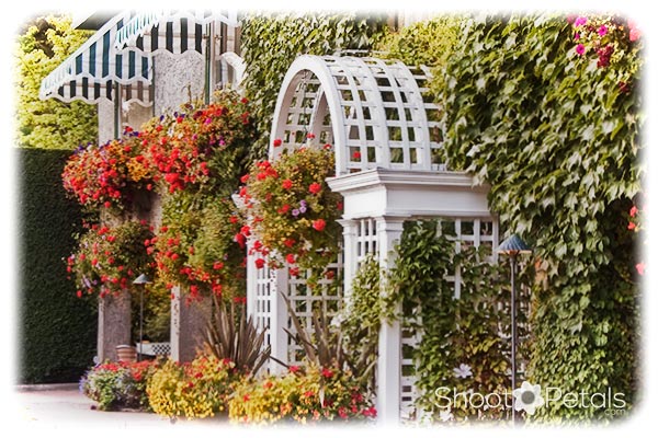 Summer Butchart Gardens Hanging Baskets