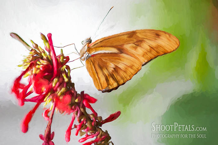 Niagara Falls Butterfly Gardens, Dryas Julia