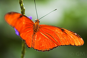 Butterfly photography -composition - Julia